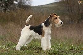 photo chien: Fox  Terrier